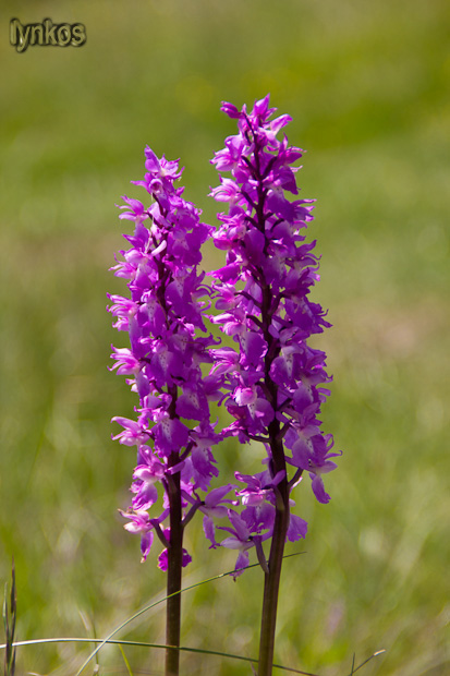 Orchidea molisana - Orchis mascula subsp. speciosa